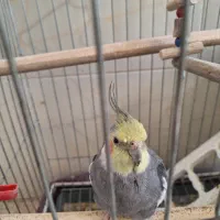 عروس هلندی|پرنده|مهریز, |دیوار