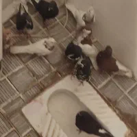 کبوتر|پرنده|نورآباد ممسنی, |دیوار