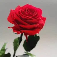 گل کشاورزی