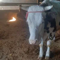 فروش تعدادی گاو نژاد دار