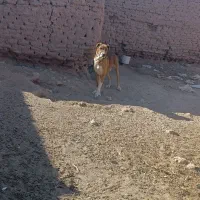 سگ خوب|سگ|بیرجند, |دیوار