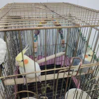 عروس هلندی جفت