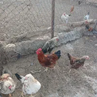 خروس|حیوانات مزرعه|سرپل ذهاب, |دیوار