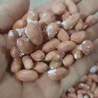 فروش بادام زمینی|خوردنی و آشامیدنی|تهران, امیر بهادر|دیوار