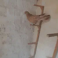 ماده زرد کرمونی