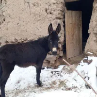 کره خر ماده