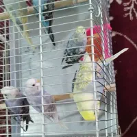 مرغ عشق خانگی