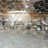 کبوتر فروشی