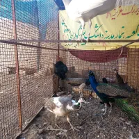 فروش فوری طاووس نر و ماده