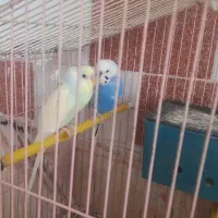 یک جفت مرغ عشق