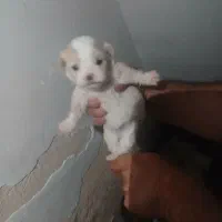 توله پامر بازیگوش
