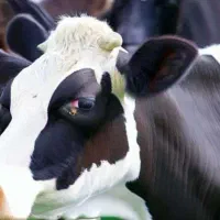 معاوضه سمند با گاو گوسفند