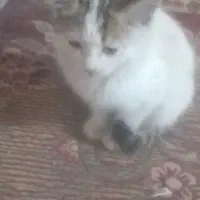 گم شده بچه گربه بازیگوش سالم دستی|حیوانات|یزد, |دیوار