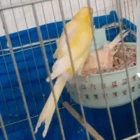 قناری جفت رسمی طلایی عروسک جوجه بزرگ کن