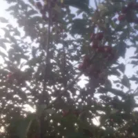 باغ انواع میوه