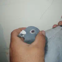 کبوتر پلاکی  مسافتی عراق|پرنده|سنندج, |دیوار