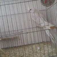 عروس البینو مولد