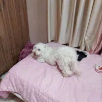 سگ واگذاری اشپیتز