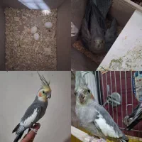 عروس هلندی مولد با تخم