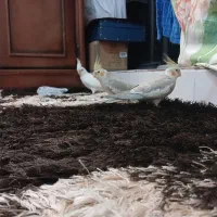 فروش عروس هلندی