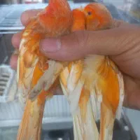 قناری رنگی اورجینال