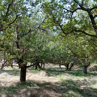 باغ واقع در روستای سرگیزه