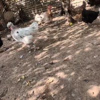 مرغ و خروس