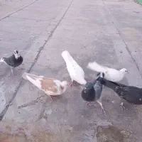 کفتر|پرنده|سربند, |دیوار