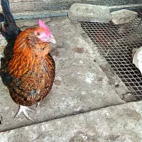 فروش دوعددمرغ ویک عددخروس گلین اصل|حیوانات مزرعه|گمیشان, |دیوار