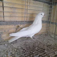 پرنده|پرنده|بروجن, |دیوار