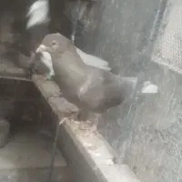 سلام خدمت عشق بازان دوتا ماده دمسفید|پرنده|سبزوار, طبرسی (جعفرآباد)|دیوار