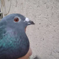 معاوضه با ماده مرغ