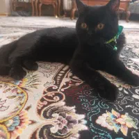 واگذاری گربه بچه