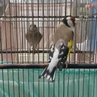 سهره جفتی سهره و قناری