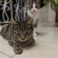 واگذاری رایگان گربه|گربه|چالوس, |دیوار