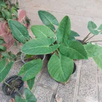 بابا ادم|گل و گیاه طبیعی|تهران, ائمه اطهار|دیوار
