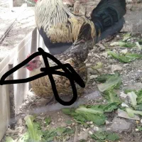 خروس