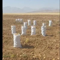 سیب زمینی فریدن