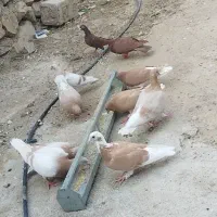 کفتر‌کرم‌و‌هلی‌زرد