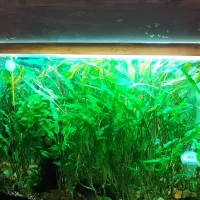 آکواریوم گیاهی پلنت