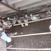 کبوتر گرفتی