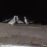 ساده|حیوانات مزرعه|مشهد, تبادکان|دیوار