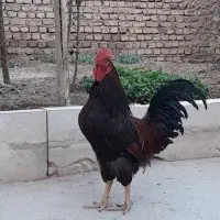 خروس و مرغ جوان خوشگل