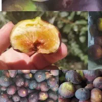 انجیر مشکی آبدار تازه و شیرین