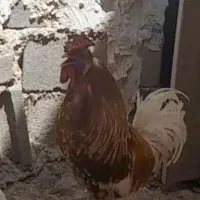 خروس  گلن