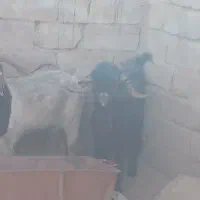 بز کوهی