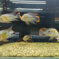 گرین ترور سایز ۱۷تا۱۸ سانت