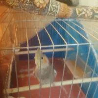 عروس هلندی|پرنده|فولادشهر, B5|دیوار