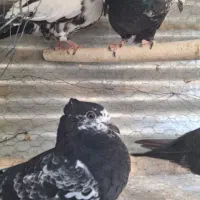 کبوتر جوجه|پرنده|اصفهان, عاشق‌آباد|دیوار