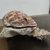 سنگ فسیل/فسیل صدف کلکسیونی. آکواریوم